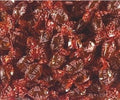 Anta Flu Oranje  5 Kilo