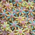 Jake - Sour Octopus 1 Kilo